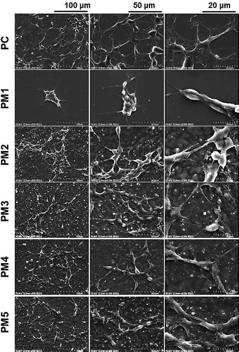 Cell morphology of SH-SY5Y cells on the surface of PM sheets ...