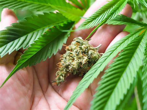 Skeptics Ask Does Ryze Make You Lose Weight For Real - RYZE Superfoods