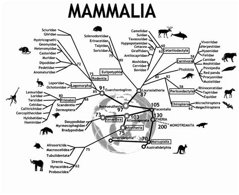 Pin On Phylographics