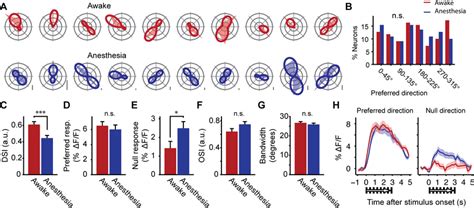 Orientation Tuning Of Visual Cortex Neurons A Top Row Polar Plots