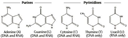 Compare the structure of purines and pyrimidines. Can you out why the ...