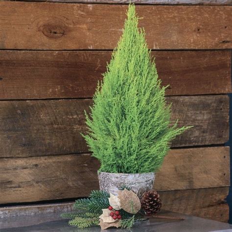 20 Mini Live Christmas Tree Homyhomee