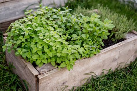 How To Grow Lemon Balm From Seeds Or Cuttings