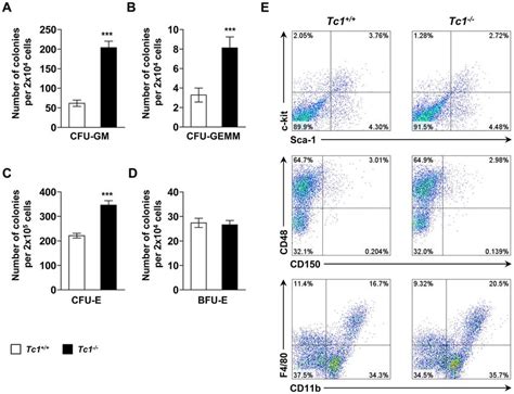In vitro colony-forming unit (CFU) assay. Data represent mean 6 s.d. of ... 