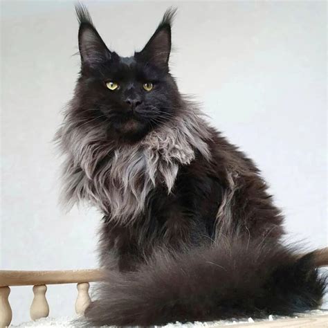 Black Smoke Maine Coon Kitten For Sale | Maine Coons Kittens