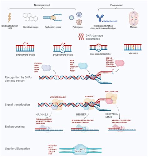 Schematic Diagram Of Dna Damage Response Pathways The Integrity Of The