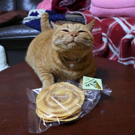 더쿠 - 어서오세요 오전에만 운영하는 치즈냥 식당입니다~