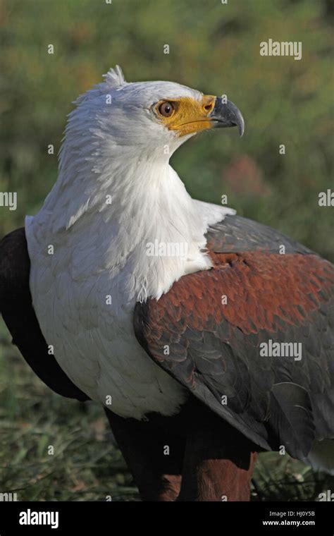 Bird Brown Brownish Brunette Birds Blank European Caucasian Raptor Stock Photo Alamy