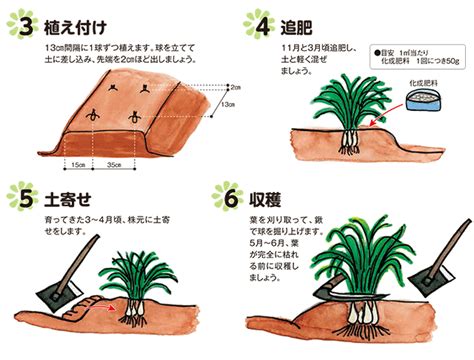 ラッキョウの育て方｜jaとぴあ浜松