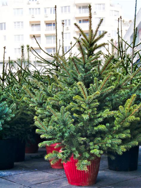 christmas tree for rent 8
