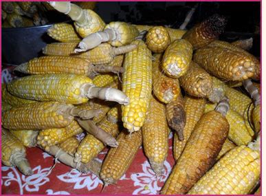 hopi indians corn