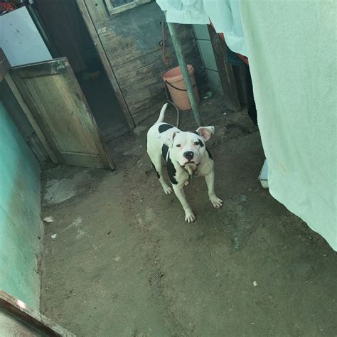 Help a Paw - Backyard breeding at its worse - Dad is...