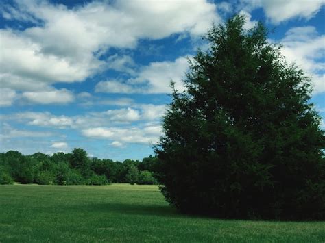 Premium Photo Trees Growing On Grassy Field Against Sky