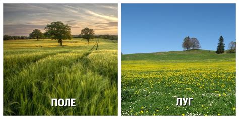 Чем отличается поле от луга: сравнение и характеристики