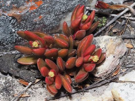 Crassula Atropurpurea 100 Seeds Lifestyle Seeds
