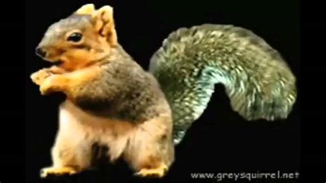 The Dancing Squirrel For 5 Minutes Youtube