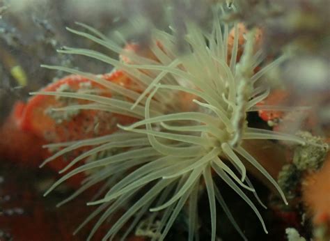 Anemone Jeff Goddard Flickr