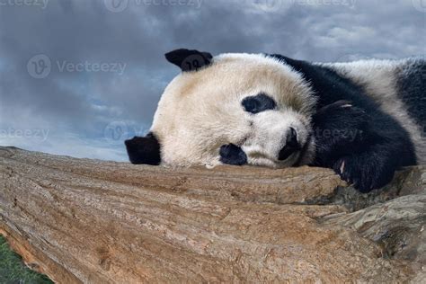 giant panda newborn baby portrait close up while sleeping 17236023 ...