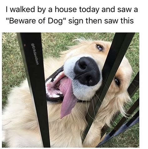 33 Stupidly Cute Animal Memes Thatll Definitely Make You Squee Funny