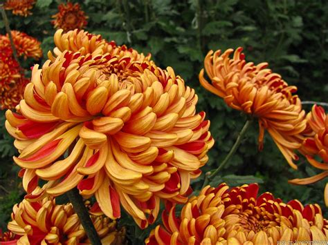 О хризантемах больших (крупноцветковых): характеристики, посадка и уход