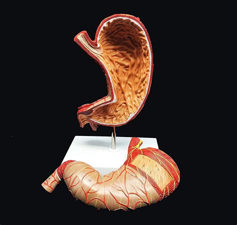 Buy RTYUI Medical Model Human 1.5X Stomach Model d Anatomical Model