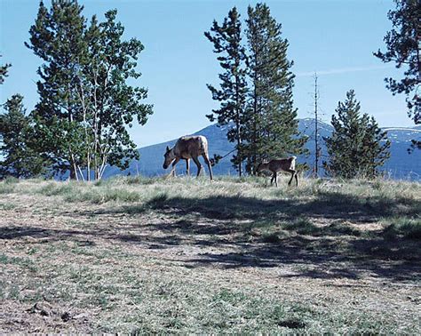 Wildlife - Yukon Territory Information