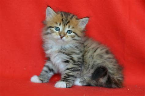 AUGIE male siberian | Siberian, Animals, Cats