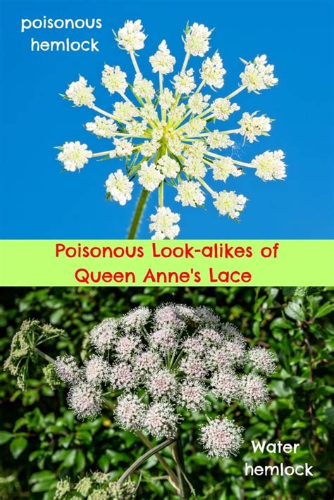 Queen Annes Lace Uses And Benefits To Get To Know Gardensall