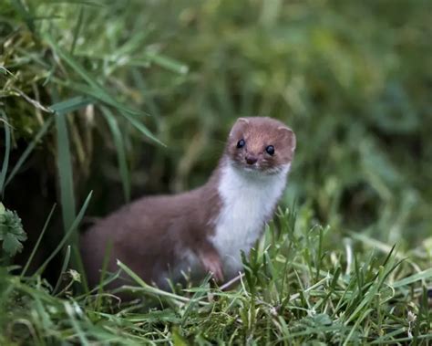 Vessla - Fakta, Kost, Livsmiljö & Bilder på Animalia.bio