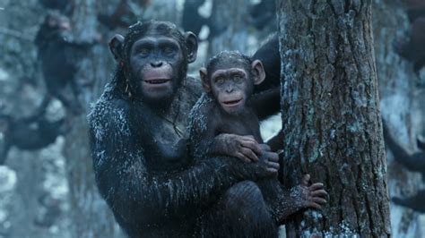 Archives Of The Apes War For The Planet Of The Apes 2017 Part 31