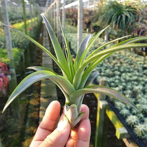 Tillandsia Love Knot Lee Orchid