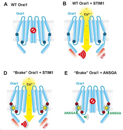 Hypothetical Mechanism Of Ho Channel Activation By Stim And The