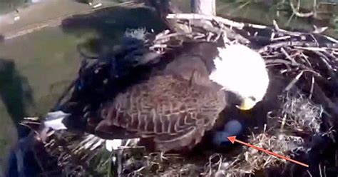 how long for an eagle egg to hatch