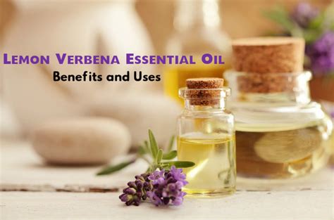 Lemon Verbena Essential Oil Benefits And Uses Stylish Walks