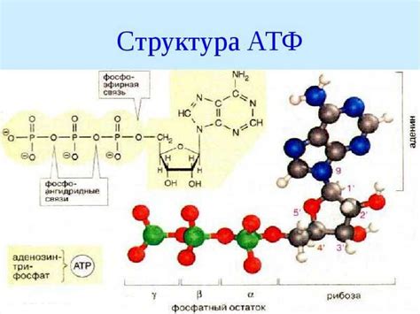 Молекула атф картинки (48 фото)