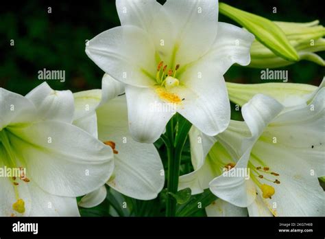 Lilium White Heaven, Lilium longiflorum, White, Lilium Lilies Lily ...