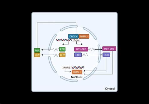 Clock Genes Transcriptional Translational Feedback Loop The Clock