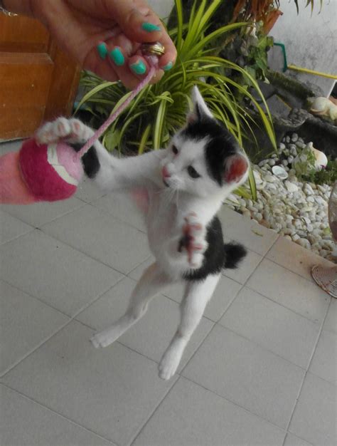 Free photo: Jumping Kitten - Action, Cat, Jump - Free Download - Jooinn