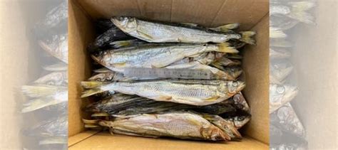 Корюшка вяленая с икрой купить в Уфе | Товары для дома и дачи | Авито