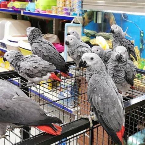 African Grey Parrot Scarlet Macaws Blue And Gold Macaws Green Wings