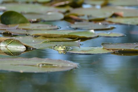 Fotos gratis árbol naturaleza hoja flor lago reflexión alto