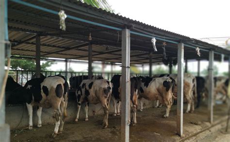 Choosing the right housing for your Dairy Farm