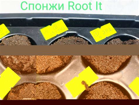 Индика репорт, Масло Рика Симпсона RSO, аэропоника, LED Castaman, Flora ...