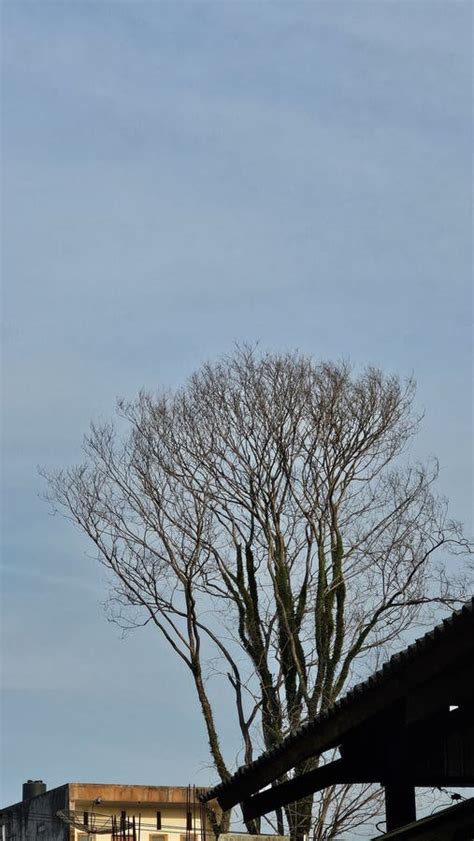 The Tree Of Heaven Has A Branch Naked Against The Sky In The Morning Stock Image Image Of