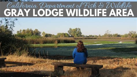 Gray Lodge Wildlife Area ↔ Gridley California ↔ Butte County Birding