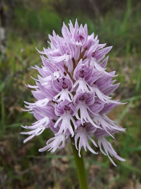 Wild Nature Of The Cantabrian Mountains Spain A New Location Of The Orchis Italica Naked Man