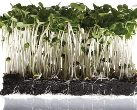 Blumenkohl Samen Sprossen Samen Keimsprossen Samen Microgreens