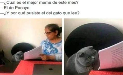 D A Del Gato Los Mejores Videos Y Memes Sobre Los Felinos