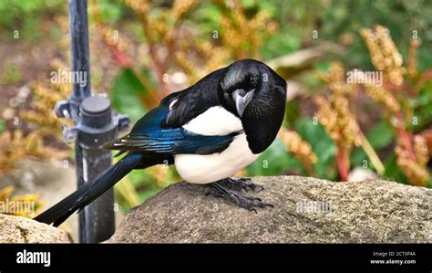 Shiny bird feathers hi-res stock photography and images - Alamy