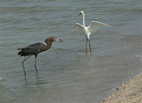 Reddish Egret Vs Snowy Egret 240 Frank Kocsis Jr Flickr